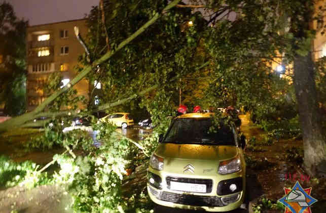 МЧС: поваленными деревьями в Минске повредило 17 машин