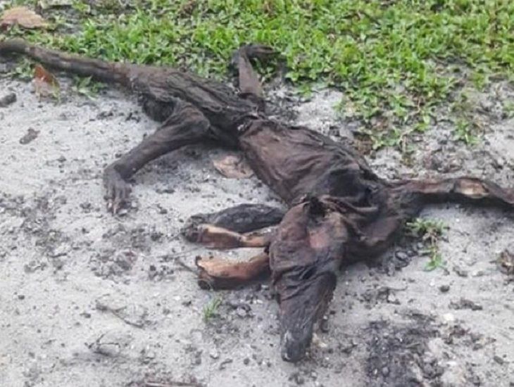 “Таинственный демон”: Во Флориде обнаружены останки странного существа