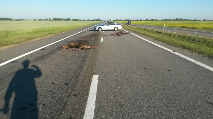 Mercedes сбил двух лосей на трассе М4: водитель в больнице‍