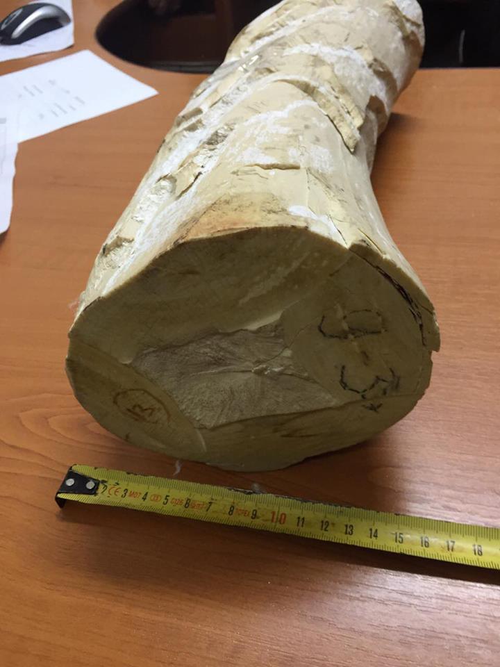 Украинец пытался вывезти в Польшу бивень мамонта весом 8,5 кг
