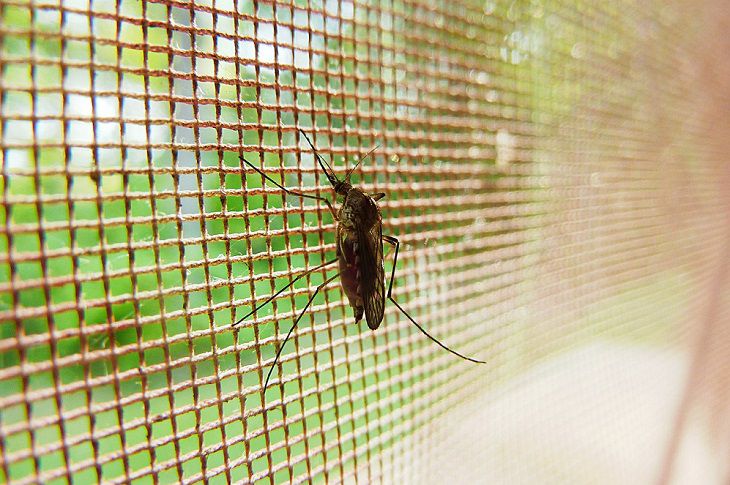 В Брестской области выявлено два случая малярии. Один человек умер