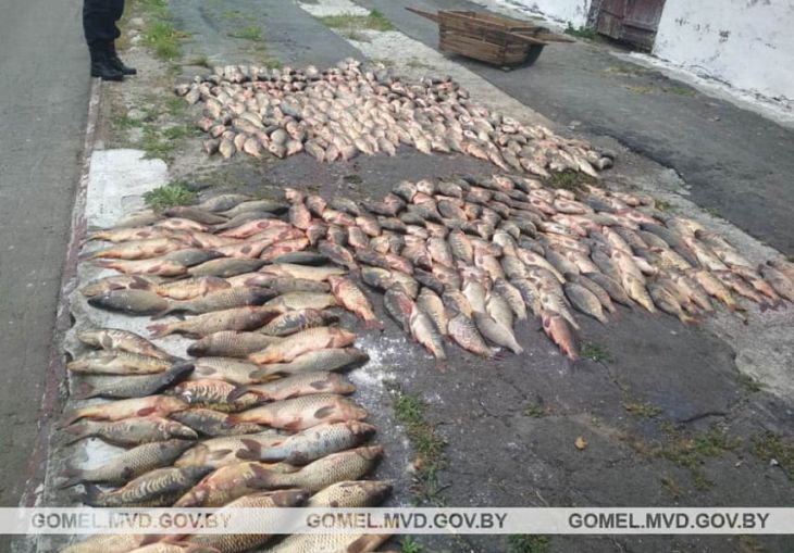 Житель Солигорска украл рыбу в рыбхозе: теперь придется заплатить солидный штраф 