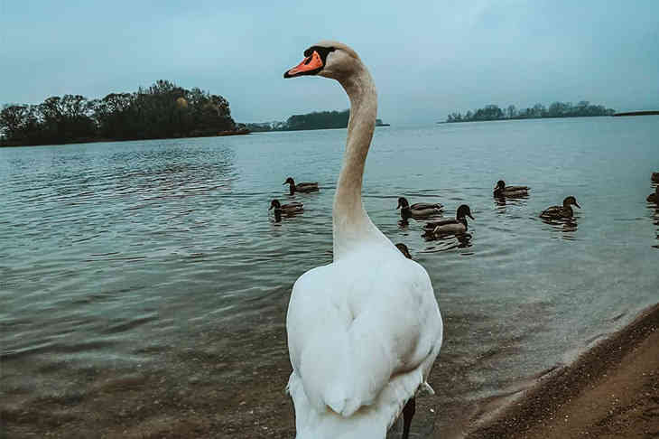 ТОП-5 фото Беларуси в Instagram на 14 ноября 2019 года лебедь