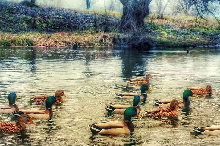 ТОП-5 фото Беларуси в Instagram на 21 ноября 2019 года утки