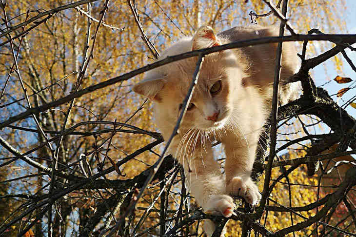 ТОП-5 фото Беларуси в Instagram на 16 ноября 2019 года котик