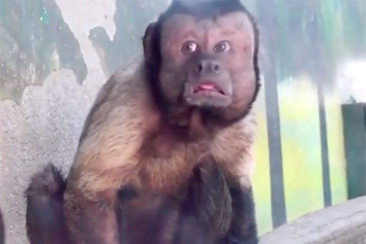 19 лет без женщины: Примату с «лицом растерянного мужчины» в зоопарке ищут жену обезьяна