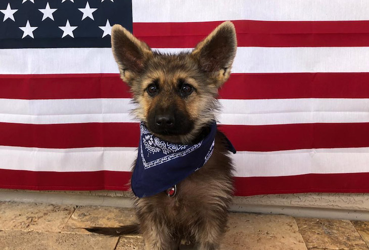 Овчарка родилась с редкой мутацией и навсегда осталась щенком собака