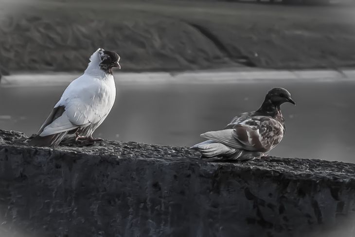 В Солигорске 20-летнего парня приговорили к году исправительных работ за убийство голубей