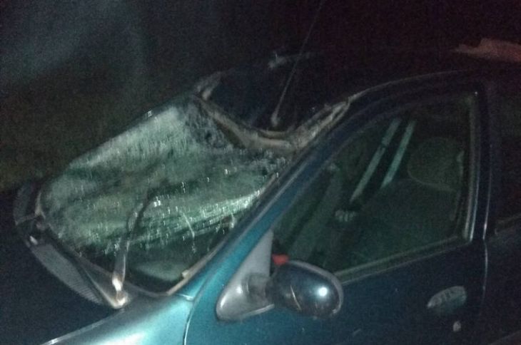 Мужчина в Шумилинском районе сбил лося и попал в больницу