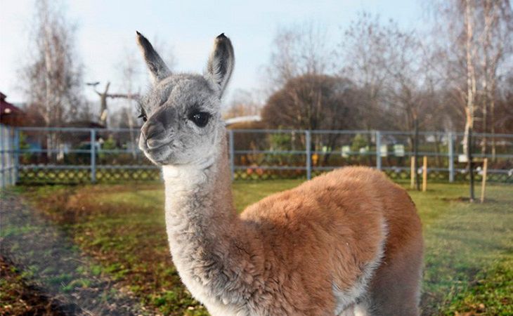 В Минском зоопарке родилась лама. Посмотрите, какая милая