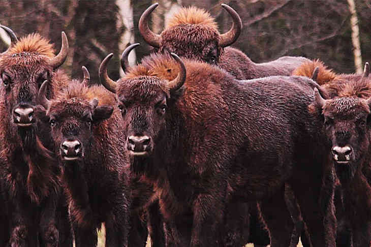 ТОП-5 фото Беларуси в Instagram на 17 ноября 2019 года зубр