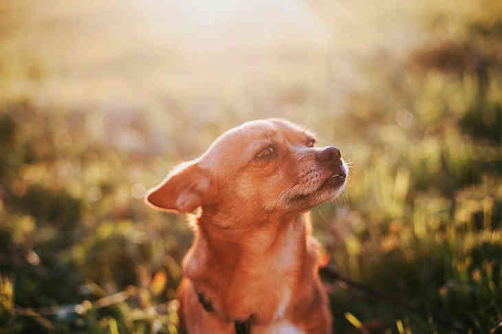 ТОП-5 фото Беларуси в Instagram на 18 ноября 2019 года собака