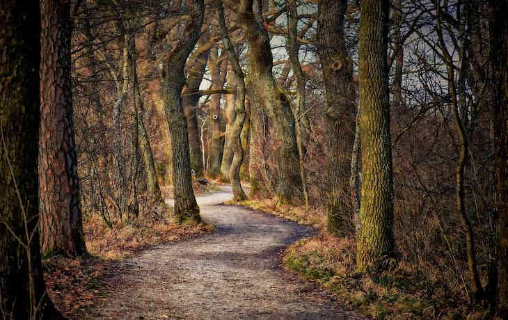 Какой сегодня праздник: 25 ноября 2019 года лес