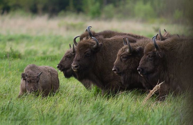 Уникальный случай: в Беловежской пуще засняли зубра, зацепившегося ногой за свой же рог