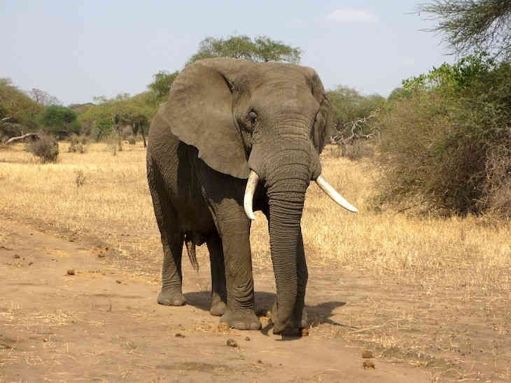 Турист отдыхал в неположенном месте, столкнулся со слоном и умер