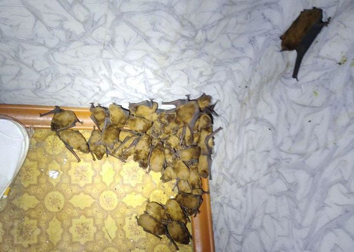 Жуткое зрелище: в Киеве в квартиру залетели 120 летучих мышей
