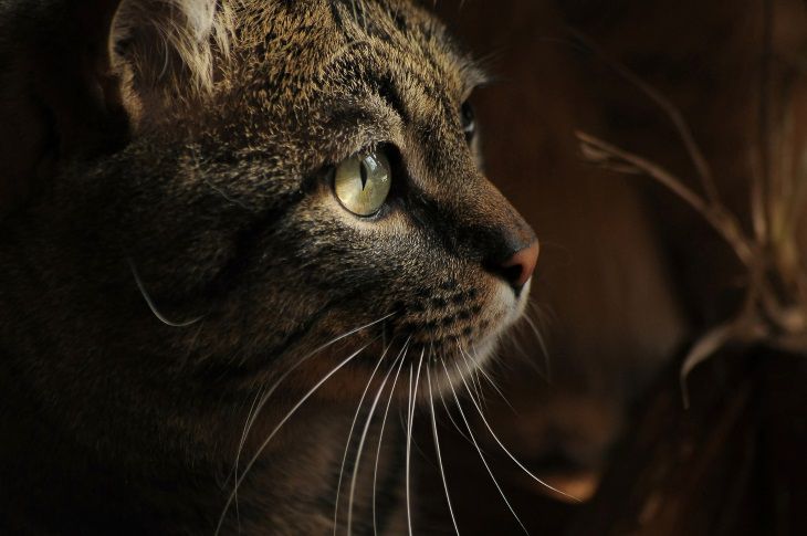 5 безопасных пород кошек для людей с аллергией на шерсть