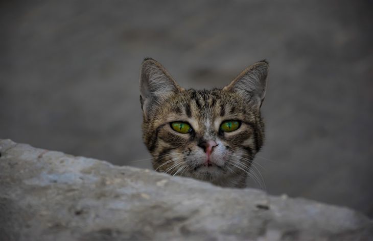 Названы 5 болезней, которые передаются человеку от уличных животных кошка