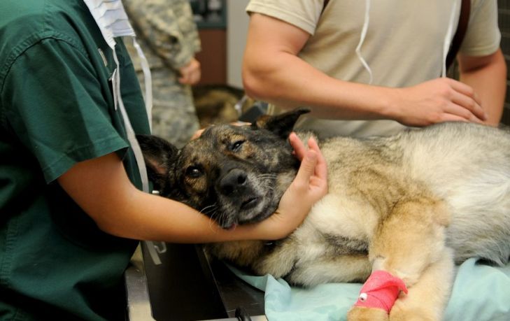 ветеринары лечат собаку