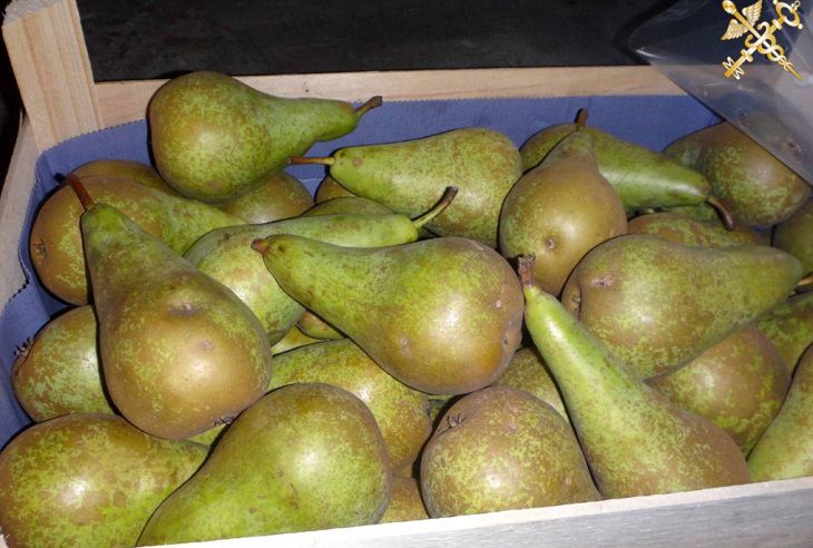 груши
