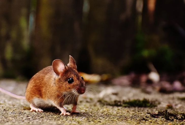 У грызунов обнаружили хищное поведение мышь в лесу