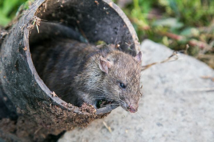 Жители Эстонии остались без лекарств из-за крыс