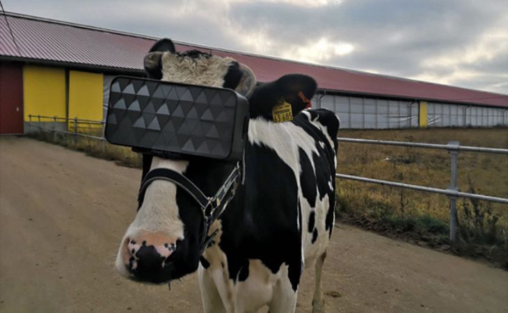 Коровы под Москвой начали носить VR-очки. И это не шутка