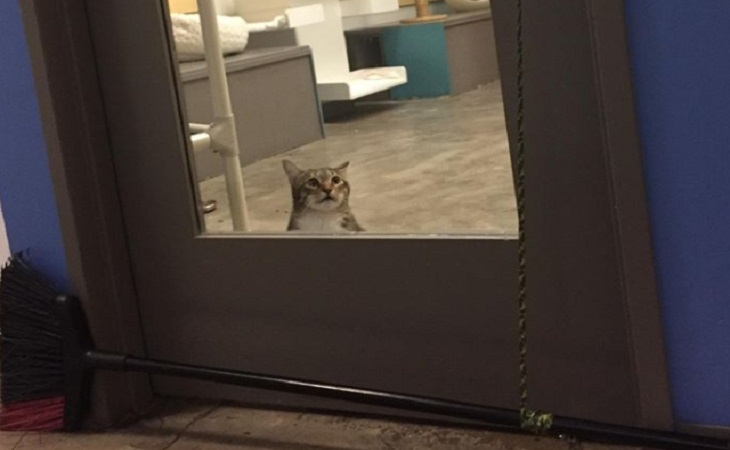 Кот помог своим сородичам сбежать из приюта и оказался в «карцере». В Сети требуют его освобождения