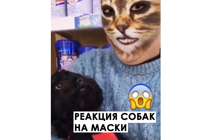 реакция собак на маски