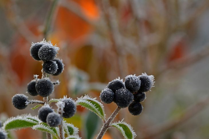 Способы размножения ягодных культур осенью Способы размножения ягодных культур осенью