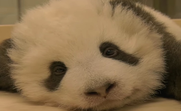 Милые кадры: икающий детеныш панды стал «звездой» соцсетей