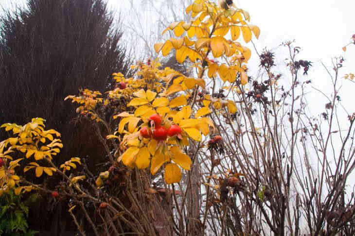 Погода на 21 ноября 2019 года по Беларуси