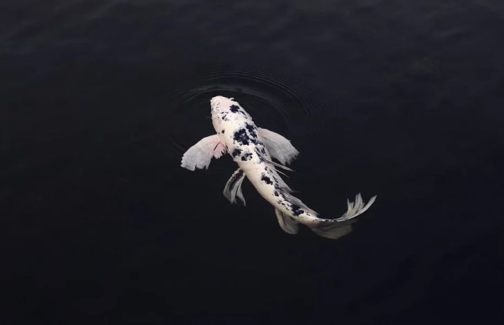 Учеными разработана уникальная рыбка-робот для изучения океана рыба в воде