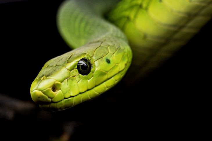 Ученые нашли описанного в Библии древнего змея с ногами 