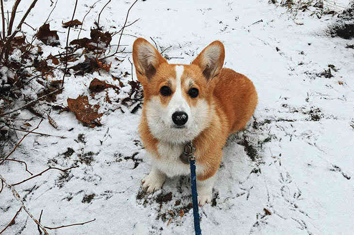 ТОП-5 фото Беларуси в Instagram на 26 ноября 2019 года собака