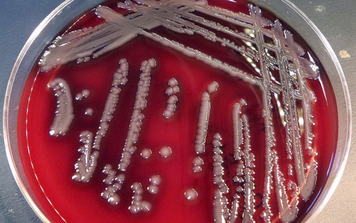 бактерии Aeromonas hydrophila