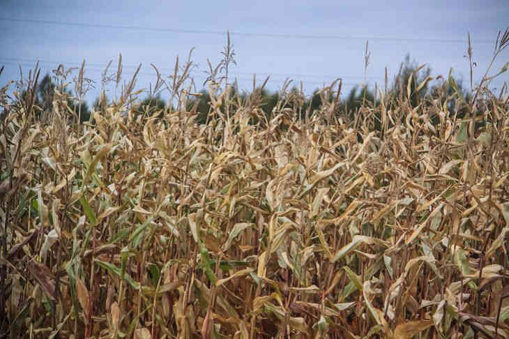 В Минской области в этом году собрали рекордный урожай