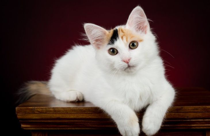 Турецкий ван: особенности породы кошка, турецкий ван