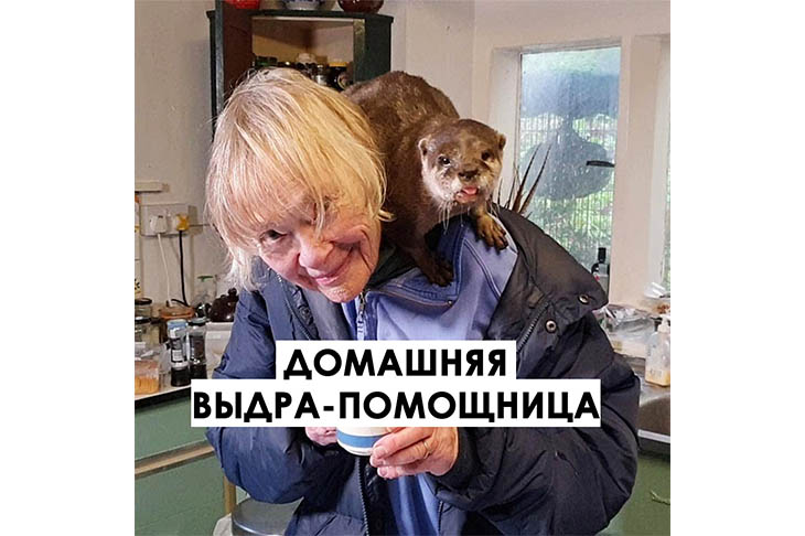 В Великобритании женщина содержит 10 выдр у себя дома женщина с выдрой