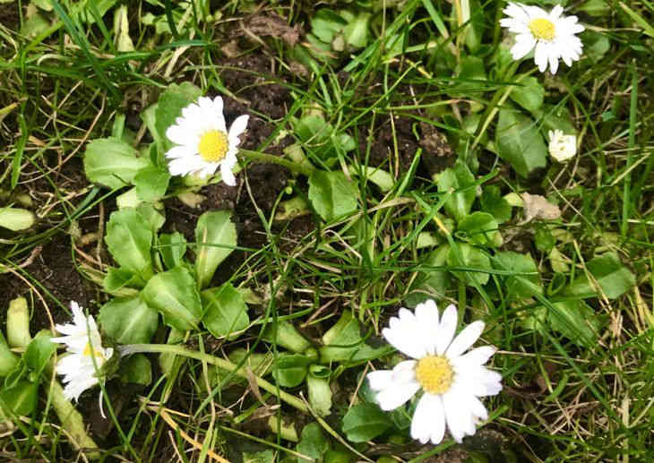 Предрождественское чудо: у костела в Гервятах расцвели маргаритки