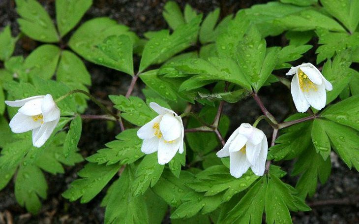 Декабрь продолжает удивлять белорусов: в Брестской области расцвела ветреница. А еще одуванчики и маргаритки