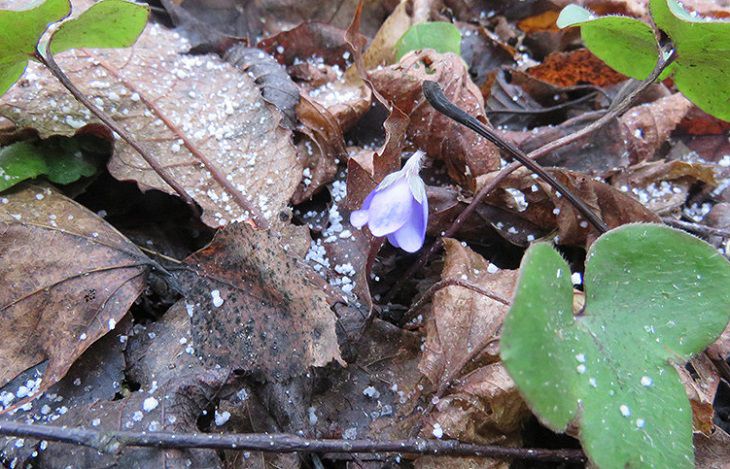 Как в сказке: в Лепельском районе расцвели подснежники