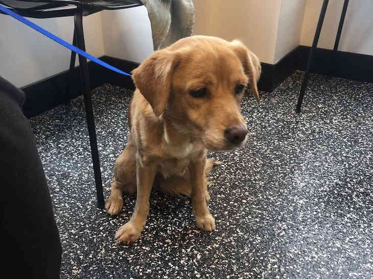 Мужчина забыл закрыть входную дверь на ночь. К нему пришел самый милый гость собака