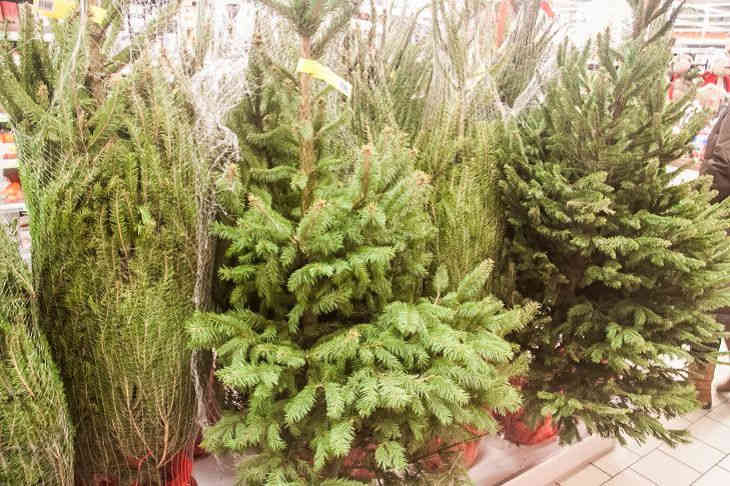 Названы цены на новогодние елки в Минске