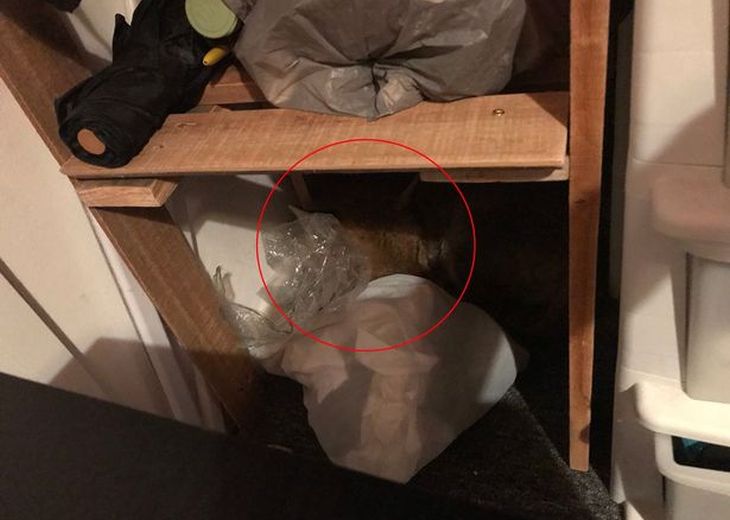 Женщина решила перебрать шкаф и увидела там шубу, которая привела её в ужас – она оказалось живой