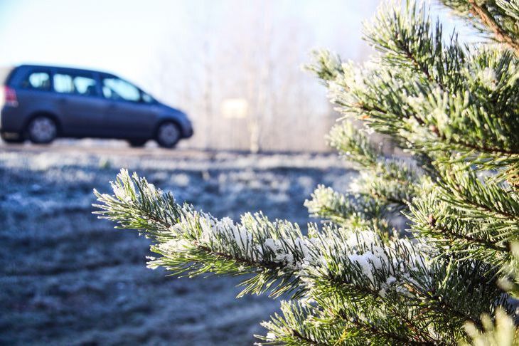Более 300 контрольных постов выставят на дорогах Беларуси для пресечения незаконной вырубки елок