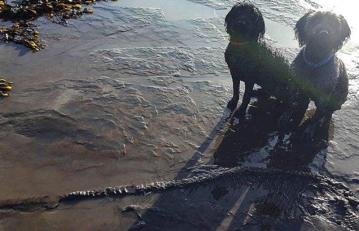 Мужчина выгуливал собак и нашел скелет настоящего динозавра