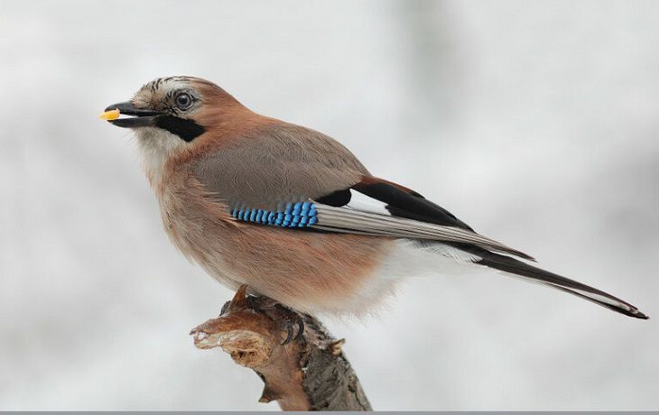 Сойкин день: что нельзя делать 11 декабря Сойкин день: что нельзя делать 11 декабря