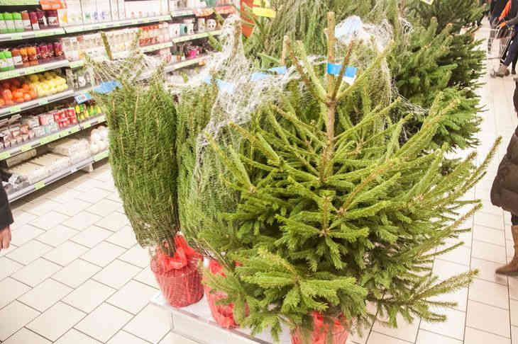 Мингорисполком: резкого роста цен на новогодние елки в Минске ожидать не стоит