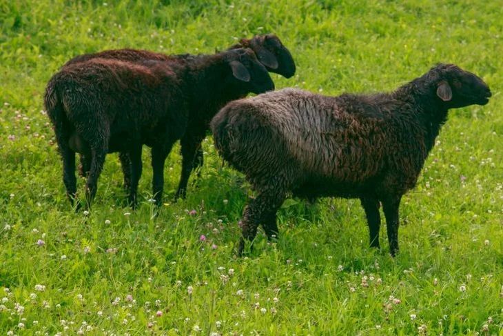 В Лидском районе мужчина украл двух овечек и съел их
